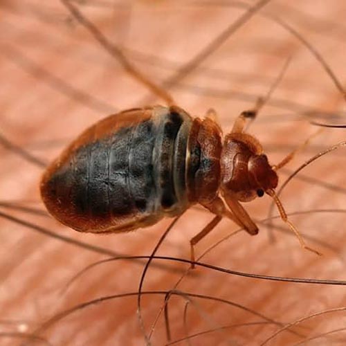 Bed-bugs Treatment