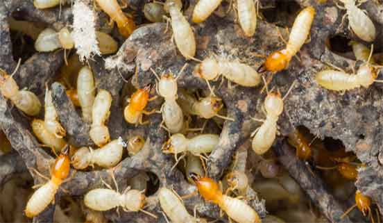 Pest Control Service
