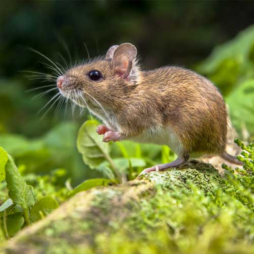 Rodent Control