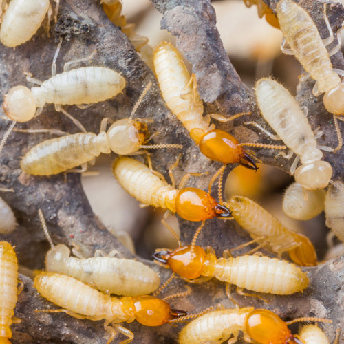 Termite Control Service