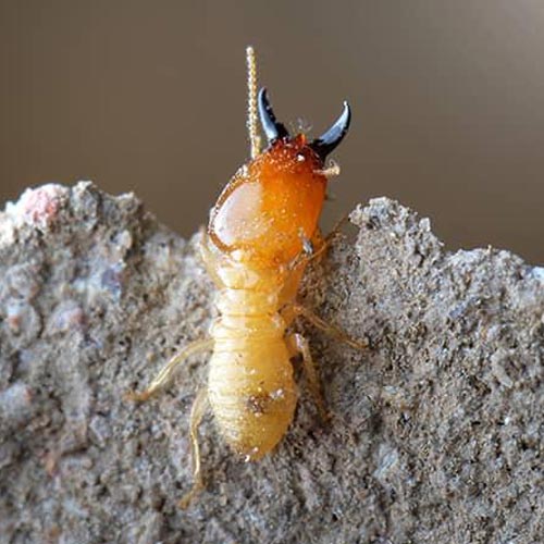 Termite Proofing