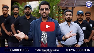 Termite Control Tahir Termite Service