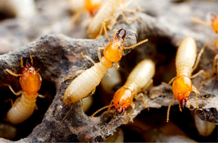 Termite Control 